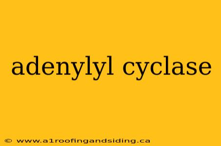 adenylyl cyclase